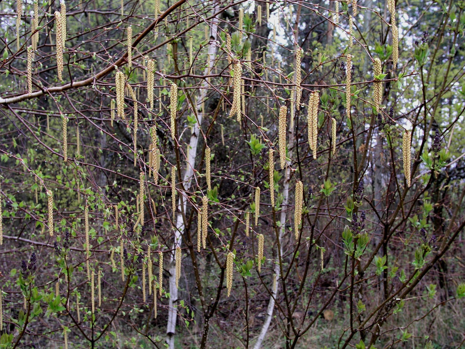 200604231436 Paper Birch (Betula papyrifera) with catkins - Isabella Co.JPG